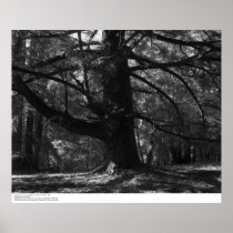 Tree, UC Santa Cruz, March 1962 Poster