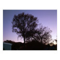Tree View posters