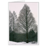 Tree - Wave Hill NYC Greeting Card