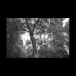 Tree with a Mysterious Hole canvas prints