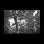 Tree with a Mysterious Hole II canvas prints