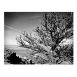 Tree with Contrail Postcard
