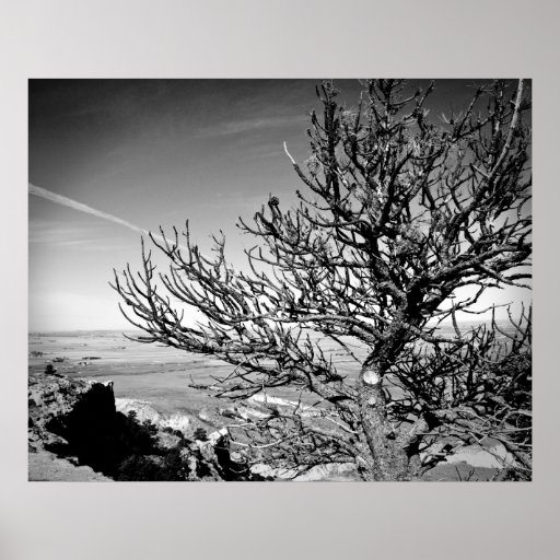Tree with Contrail Poster