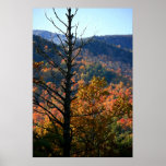 Tree with mountains - Adirondacks Posters