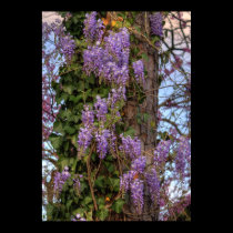 Tree with Purple flowers and Ivy posters