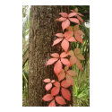 Tree with Red Leaves posters