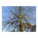 Tree Without Leaves Photo Print print