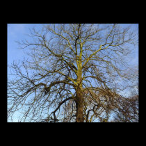 Tree Without Leaves Photo Print by waynetully Tree Without Leaves Photo Print