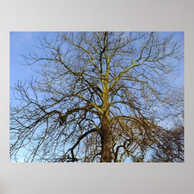 Photos Printed on Tree Without Leaves Photo