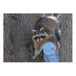 Treed Coon ~ ATC Business Card Template