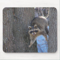 Treed Coon ~ mousepad
