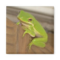 TreeFrog1 Magnet by phoenix864 TreeFrog1 Magnet