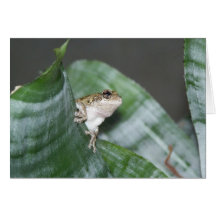 Treefrog Card
