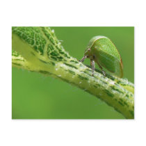 Treehopper postcard. by Buckobeck Treehopper postcard.