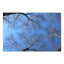 Trees 1 photo print