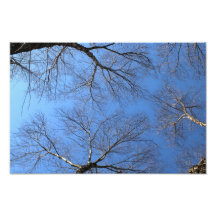 Trees 1 photo print