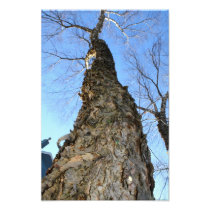 Trees 2 photo