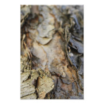 Trees 3 photo print