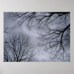 trees almost touching poster