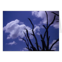 Trees and sky cards by kchwxdr Trees and sky cards