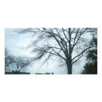 Trees And Sky (PhotoCard) Custom Photo Card
