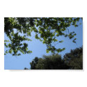 Trees and Sky Poster Print by DonnaGrayson Trees and Sky Poster Print