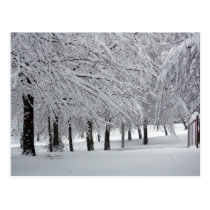 trees and snow postcards