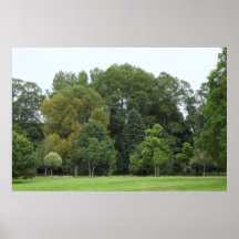 Trees at Bute Park, Cardiff Print