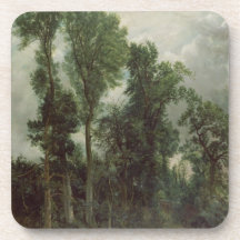 Trees at Hampstead Coasters