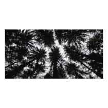 Trees at Highland Forest Park, New York photo cards by audbene Trees at Highland Forest Park, New York photo cards