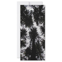 Trees at Highland Forest Park, New York rack cards by audbene Trees at Highland Forest Park, New York rack cards