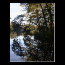 Trees at the lake Postcard postcards