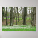 Trees budding in Spring posters