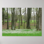 Trees budding in Spring Print