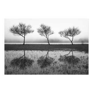 Trees by the lake photo print