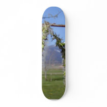 Trees Cottenwoods Mountains Branches skateboards