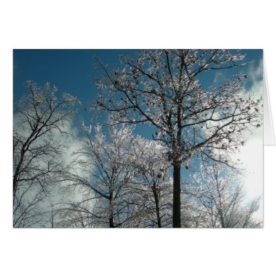 Trees covered in ice card by bkang22
