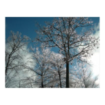 Trees covered in ice posters