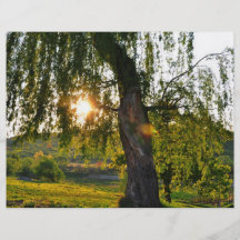 Tree's eye full color flyer