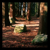 TREES FOREVER posters