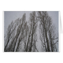 Trees in a Salt Lake winter cards by johndavidpowell Trees in a Salt Lake winter cards