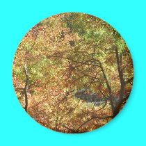 trees in autumn magnets