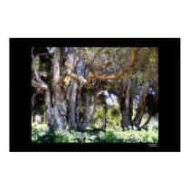 Trees in Balboa Park posters