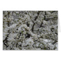 Trees in bloom cards