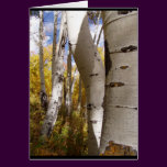 trees in jackson hole