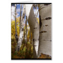 trees in jackson hole cards by iiiyaaa trees in jackson hole cards