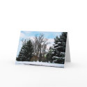 Trees in Snow card