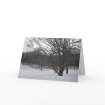 Trees in Snow II Cards