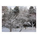 Trees in snow posters by ahawks Trees in snow posters