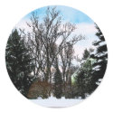 Trees in Snow sticker